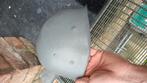 Liner Us ww2, fabrikant MSA, Verzamelen, Militaria | Tweede Wereldoorlog, Ophalen of Verzenden