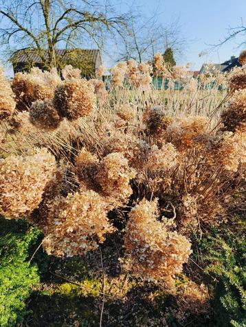 Prachtige Grote Witte Hortensia!  beschikbaar voor biedingen