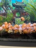 Gele slak, Dieren en Toebehoren, Vissen | Aquariumvissen