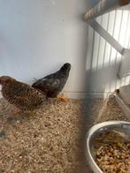 Chinese kwartels te koop, Dieren en Toebehoren, Pluimvee, Meerdere dieren, Overige soorten