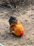 Cochin kriel haantje, Mâle, Poule ou poulet