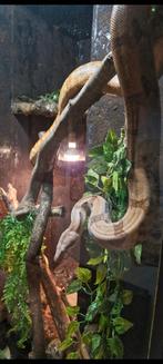 Boa constrictor (geboortejaar 2019) vrouwelijk., Dieren en Toebehoren, Reptielen en Amfibieën, Slang, Tam, 7 tot 10 jaar