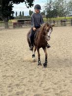 Leuke allround c pony te koop, Dieren en Toebehoren, Pony's