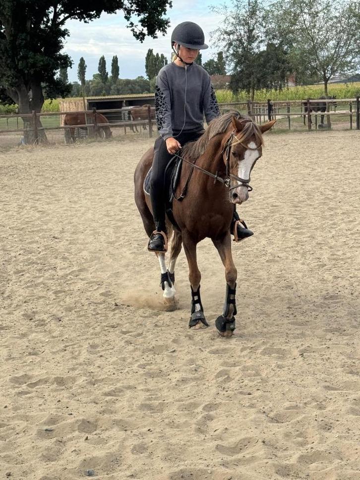 Leuke allround c pony te koop, Dieren en Toebehoren, Pony's, Ruin, B, C pony (1.27m tot 1.37m)