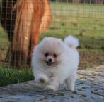 Chiot de Poméranie, Loulou, Chien (mâle), Belgique, Un chien