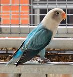 Blauw Opaline Fischeri 2025, Dieren en Toebehoren, Vogels | Parkieten en Papegaaien, Vrouwelijk, Dwergpapegaai of Agapornis, Geringd