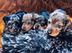 Teckels, Dieren en Toebehoren, Honden | Teckels en Dashonden, CDV (hondenziekte), Meerdere, 8 tot 15 weken, België