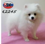 Prachtige Keesjes - teefjes, pups te koop, Dieren en Toebehoren, Honden | Poolhonden, Keeshonden en Oertypen, 15 weken tot 1 jaar