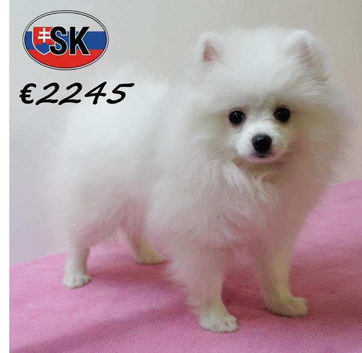 Prachtige Keesjes - teefjes, pups te koop, Dieren en Toebehoren, Honden | Poolhonden, Keeshonden en Oertypen, Teef, Overige rassen