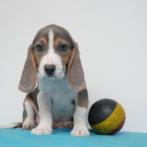 Chiots Beagle à vendre (Belgique), Parvovirose, Plusieurs, Belgique, 8 à 15 semaines