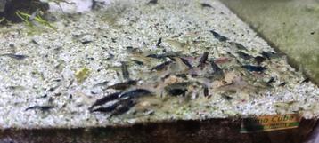 Neocaridina mix van verschillende kleuren 0,5€ stuk beschikbaar voor biedingen