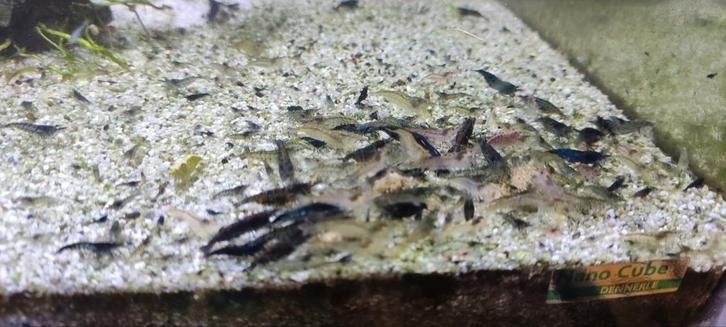 Neocaridina mix van verschillende kleuren 0,5€ stuk, Dieren en Toebehoren, Vissen | Aquariumvissen