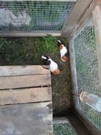 Cavia beertjes, Dieren en Toebehoren, Knaagdieren, Mannelijk, Cavia