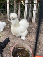 Zijdehoen kloek met twee kuikens, Dieren en Toebehoren, Pluimvee, Vrouwelijk, Kip