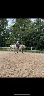 Brave recreatie / spring zangersheidemerrie, Dieren en Toebehoren, Paarden, Merrie, Recreatiepaard, Gechipt, 11 jaar of ouder