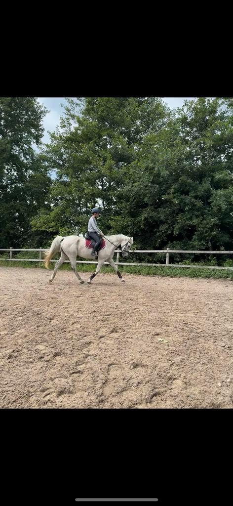 Brave recreatie / spring zangersheidemerrie, Dieren en Toebehoren, Paarden, Merrie, 11 jaar of ouder, Recreatiepaard, Met stamboom