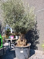 Olijfboom Olea Europaea Bonsai, Tuin en Terras, Ophalen, Olijfboom
