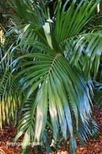 palmboom zaden te koop, Ophalen of Verzenden
