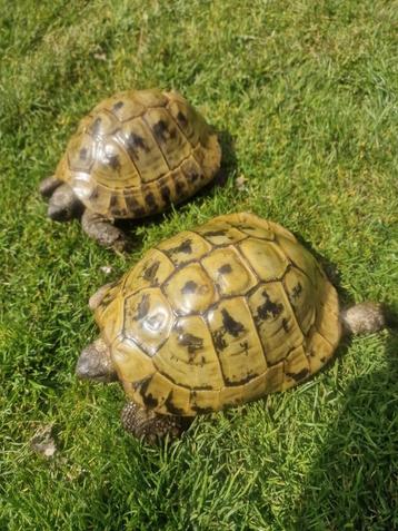 Griekse landschildpadden beschikbaar voor biedingen