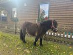 Shetlander merrie, Dieren en Toebehoren, Pony's, Merrie