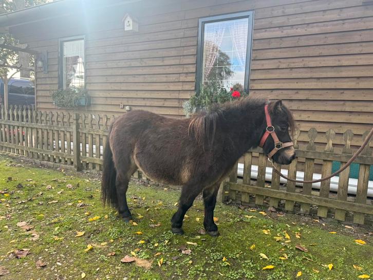 Shetlander merrie, Dieren en Toebehoren, Pony's, Merrie