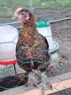 Koperhals marans haantjes te koop 5 euro per stuk