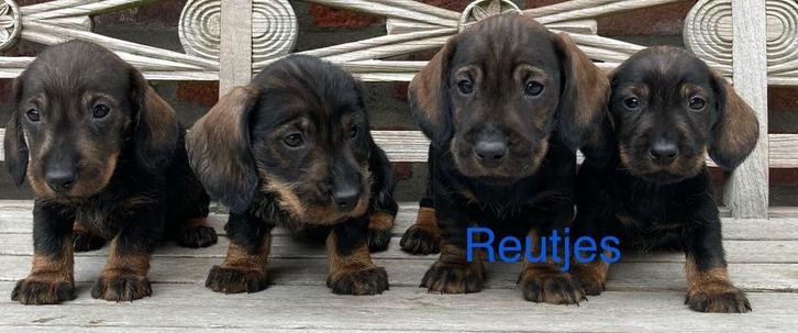 Ruwharige teckeltjes (ouders DNA getest), Dieren en Toebehoren, Honden | Teckels en Dashonden, Meerdere dieren, Ruwhaar, Dwerg