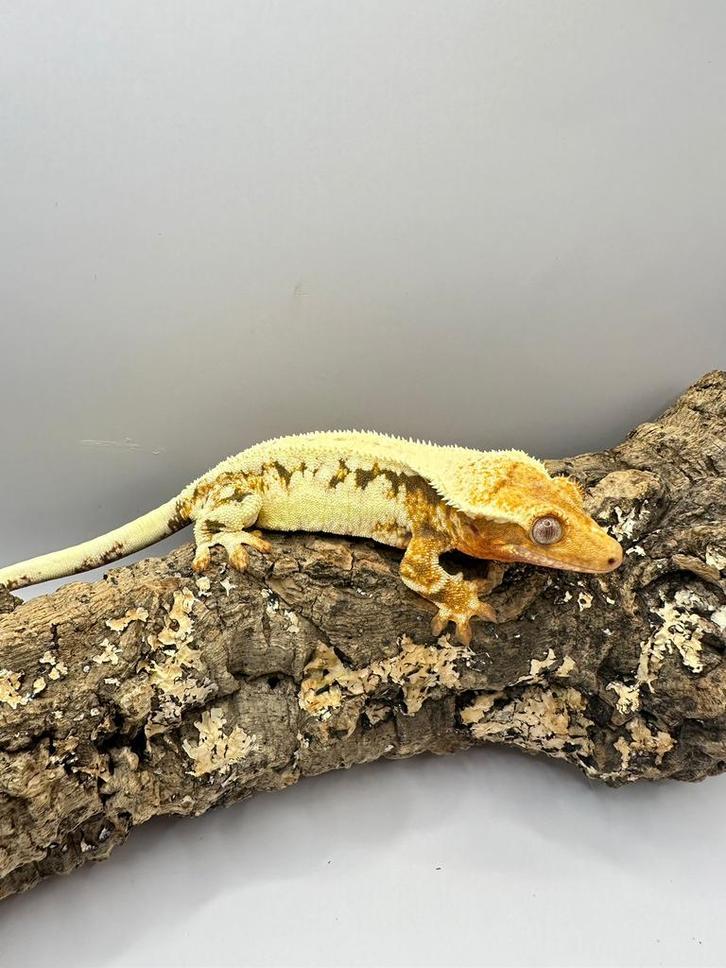 Solde ! Wimpergecko, Cato, 0,1 ans, allez chercher Houten !, Animaux & Accessoires, Reptiles & Amphibiens, Autres espèces, 0 à 2 ans