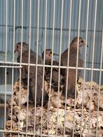3-3 musduifjes te koop, Dieren en Toebehoren, Vogels | Overige Vogels, Meerdere dieren, Tropenvogel, Geringd
