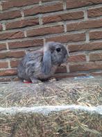 2 dwerghangoor konijntjes, rammen, heel tam., Dieren en Toebehoren, Konijnen, Dwerg, Hangoor