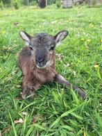Soay ooi lammetje, twee beschikbaar, Vrouwelijk, Schaap, 0 tot 2 jaar