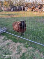 Ooi, Dieren en Toebehoren, Schapen, Geiten en Varkens