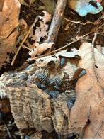 Armadilidium maculatum “zebra” isopod