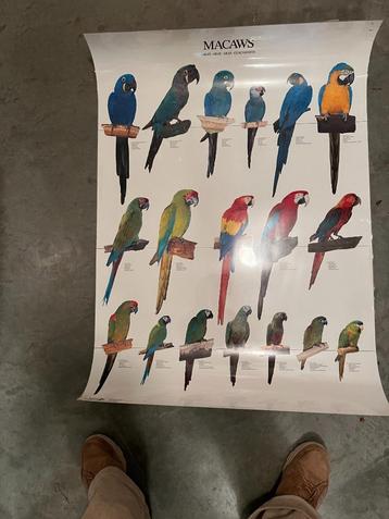 poster papegaaien