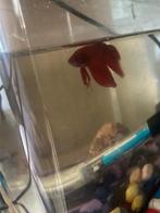 Betta Splenders rouge, Poisson, Poisson d'eau douce