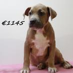 Amerikaanse Staffordshire Terrier - pups te koop, Dieren en Toebehoren, 15 weken tot 1 jaar, Handelaar, CDV (hondenziekte), Meerdere