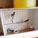 Bichenowkes wildkleurig, ek 25, kan ook in ekeren afgehaald, Dieren en Toebehoren, Geringd