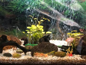 Aquariumdecoratie en planten beschikbaar voor biedingen