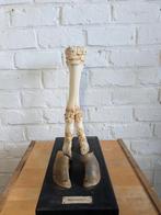 Opgezet poot van rund skelet, Antiek en Kunst, Curiosa en Brocante, Ophalen