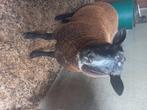 Tamme ram, Dieren en Toebehoren, Mannelijk, Schaap, 0 tot 2 jaar