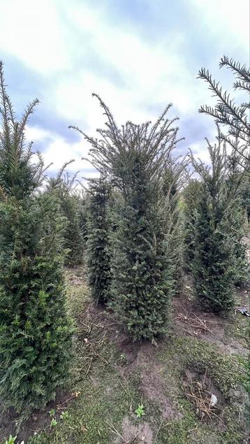 Taxus Baccata Haagplanten met kluit | hoge kwaliteit 