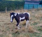 Mooie bonte merrie, Dieren en Toebehoren, Merrie, M
