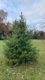 Kerstboom, Tuin en Terras, Ophalen, 250 tot 400 cm