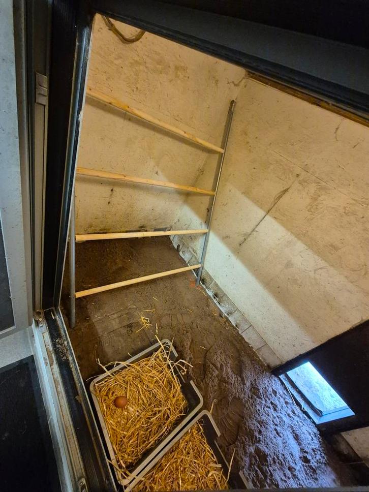 Kippen zitstok, Dieren en Toebehoren, Pluimvee | Toebehoren, Ophalen