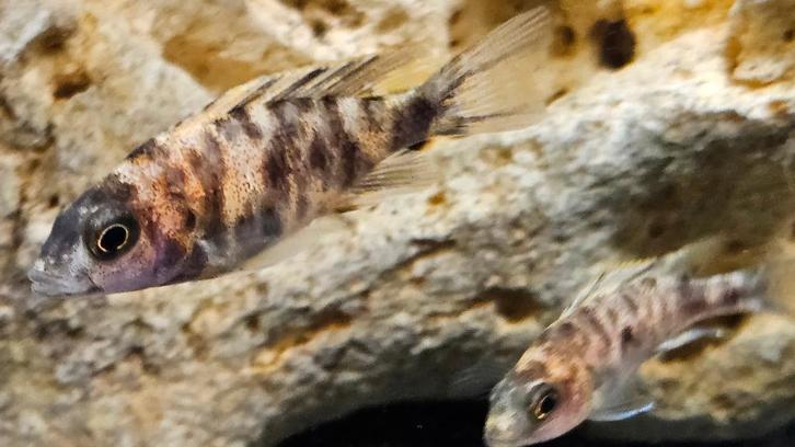 Cichlidés du Malawi tachetés rouges Aulonocara, Animaux & Accessoires, Poissons | Poissons d'aquarium, Poisson d'eau douce, Poisson