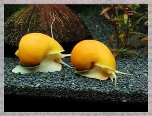 Escargot jaunes, mâles et femelles disponibles, d'eau douce, Animaux & Accessoires, Poissons | Poissons d'aquarium, Poisson d'eau douce