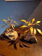 2 design palmboompjes,dhaeseleer, Ophalen of Verzenden