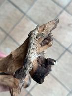 Leachianus, Dieren en Toebehoren