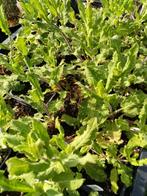 Salvia nemorosa 'Amethyst', Tuin en Terras, Vaste plant, Ophalen, Volle zon