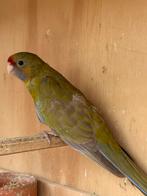 Geelbuik Rosella cinnamon pop, Dieren en Toebehoren